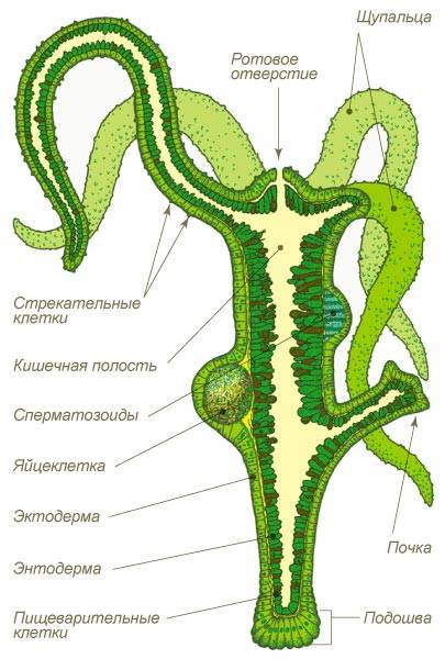 Кракен сайт ссылка тор браузере