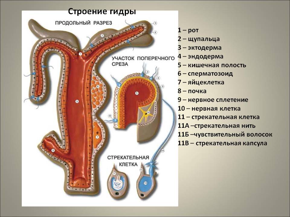 Где взять ссылку на кракен
