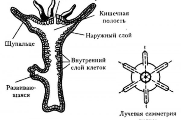 Кракен даркнет тор