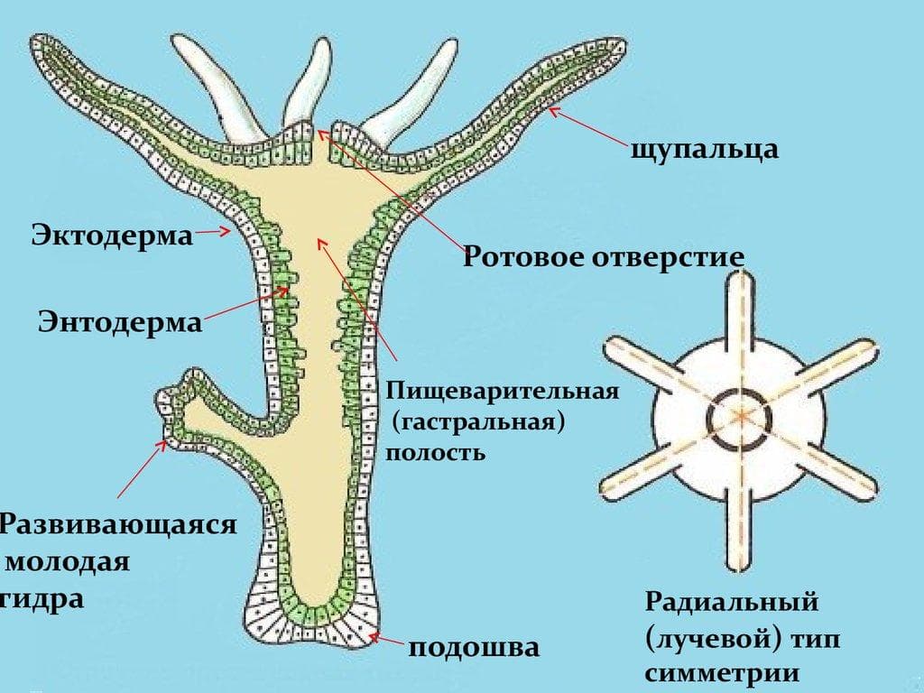 Кракен ссылка работает